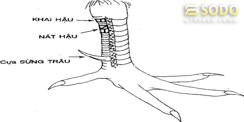 Những kỹ thuật xem vảy chính xác